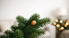 Found a brown lump on your Christmas tree? It could be a praying mantis egg case
