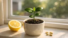 How to grow a lemon plant in a cup on your windowsill